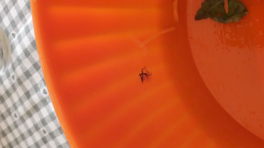 Peli/piuma o altro genere di traccia, magari vegetale non animale